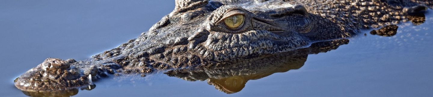 Florida Discovery