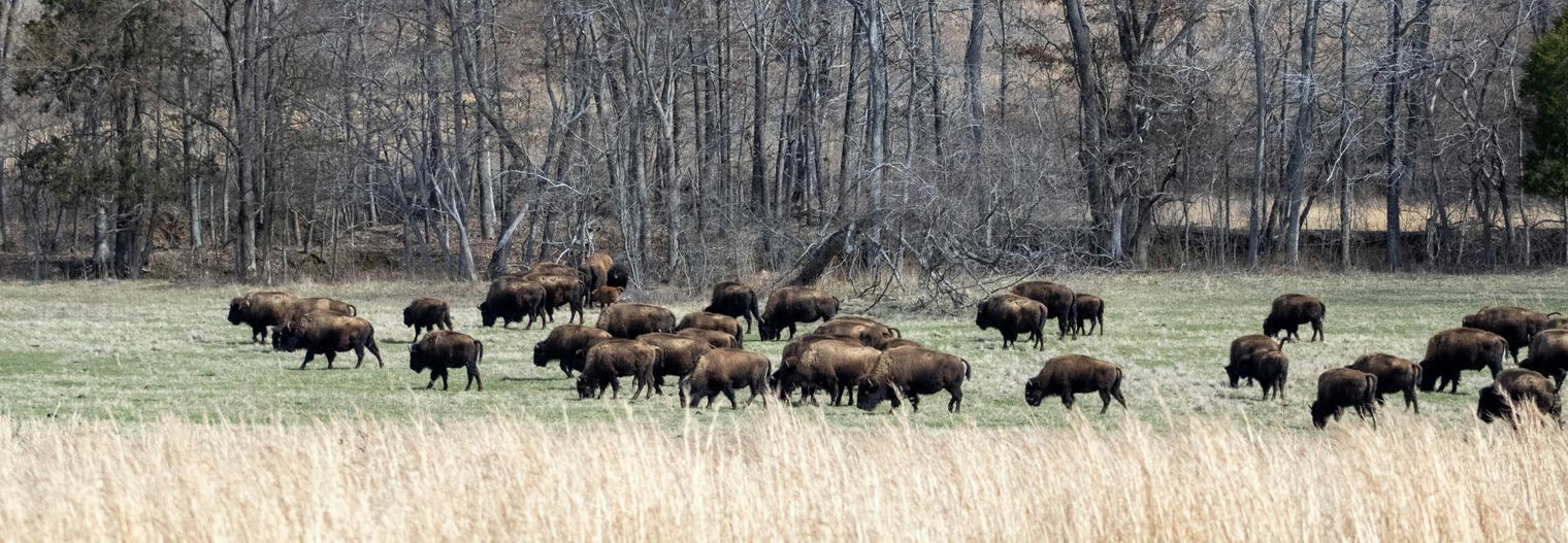 canada/alberta/nationaalpark/wood-buffalo