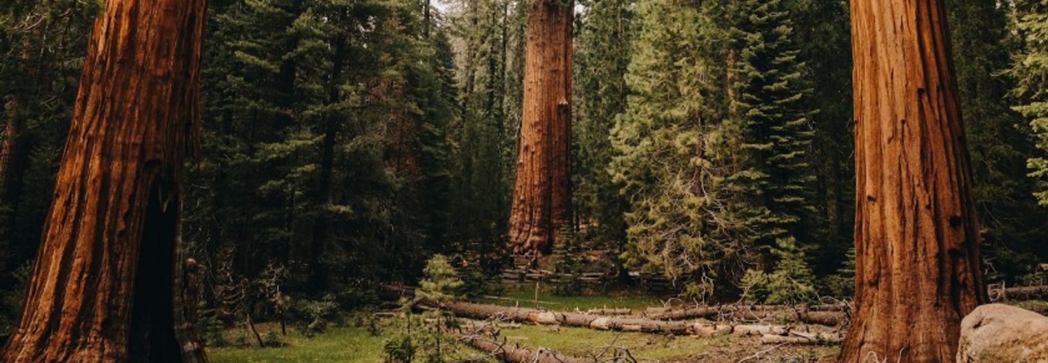 california/nationaalpark/sequoia