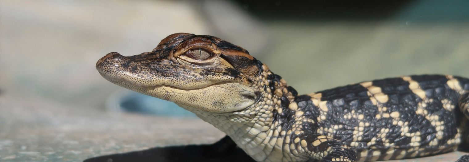 florida/beste-reistijd