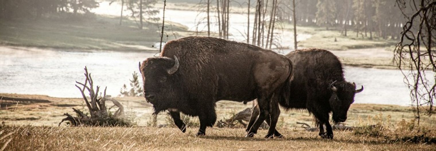 wyoming/nationaalpark/yellowstone-hikes