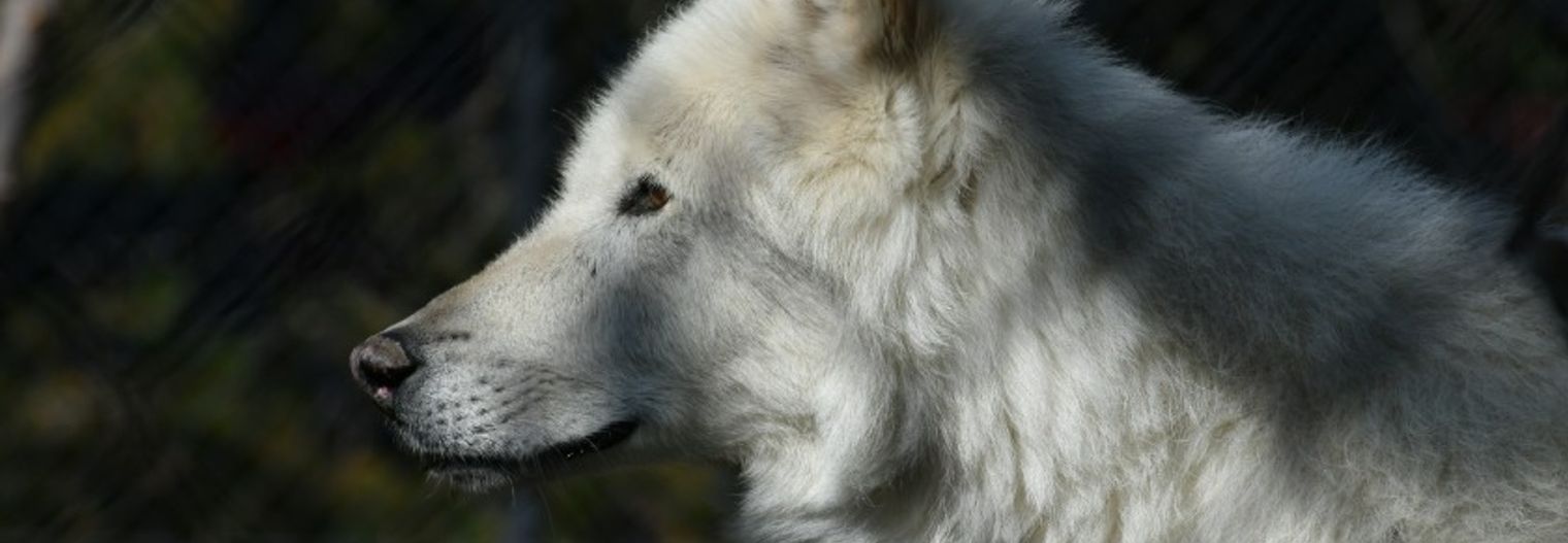 montana/west-yellowstone