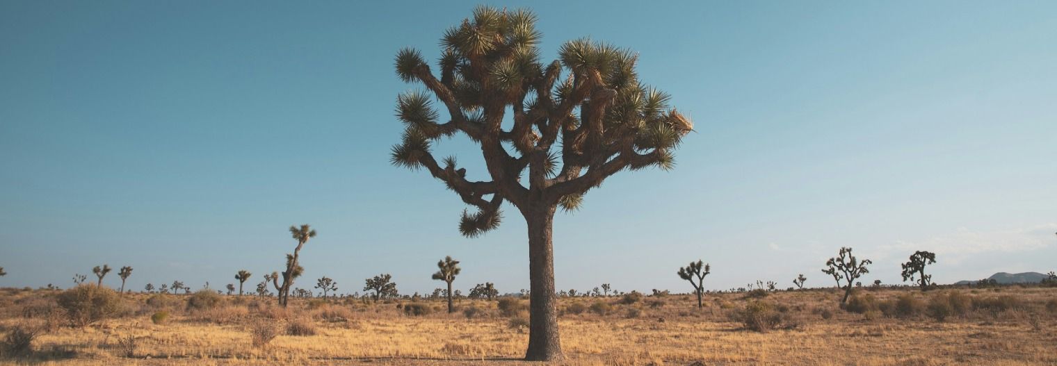 california/nationaalpark/joshua-tree