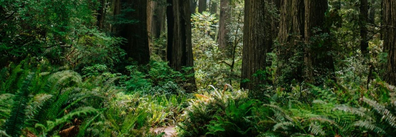 californie/nationaalpark/redwood