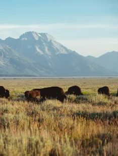 Wild USA