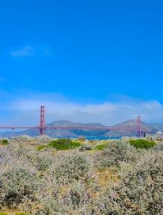 California Dreamin'