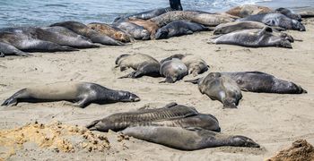 San Simeon