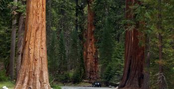 Sequoia National Park