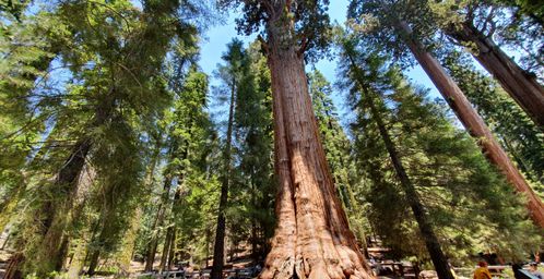 De natuur in - Sequoia National Park