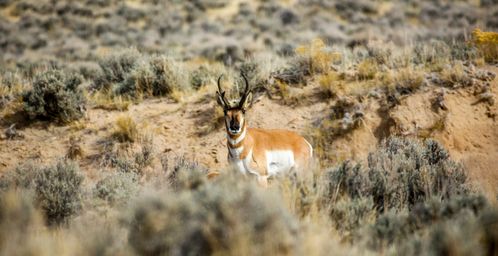 Over de Prairie naar Saratoga