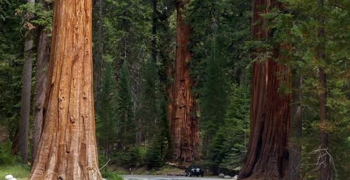 Sequoia National Park