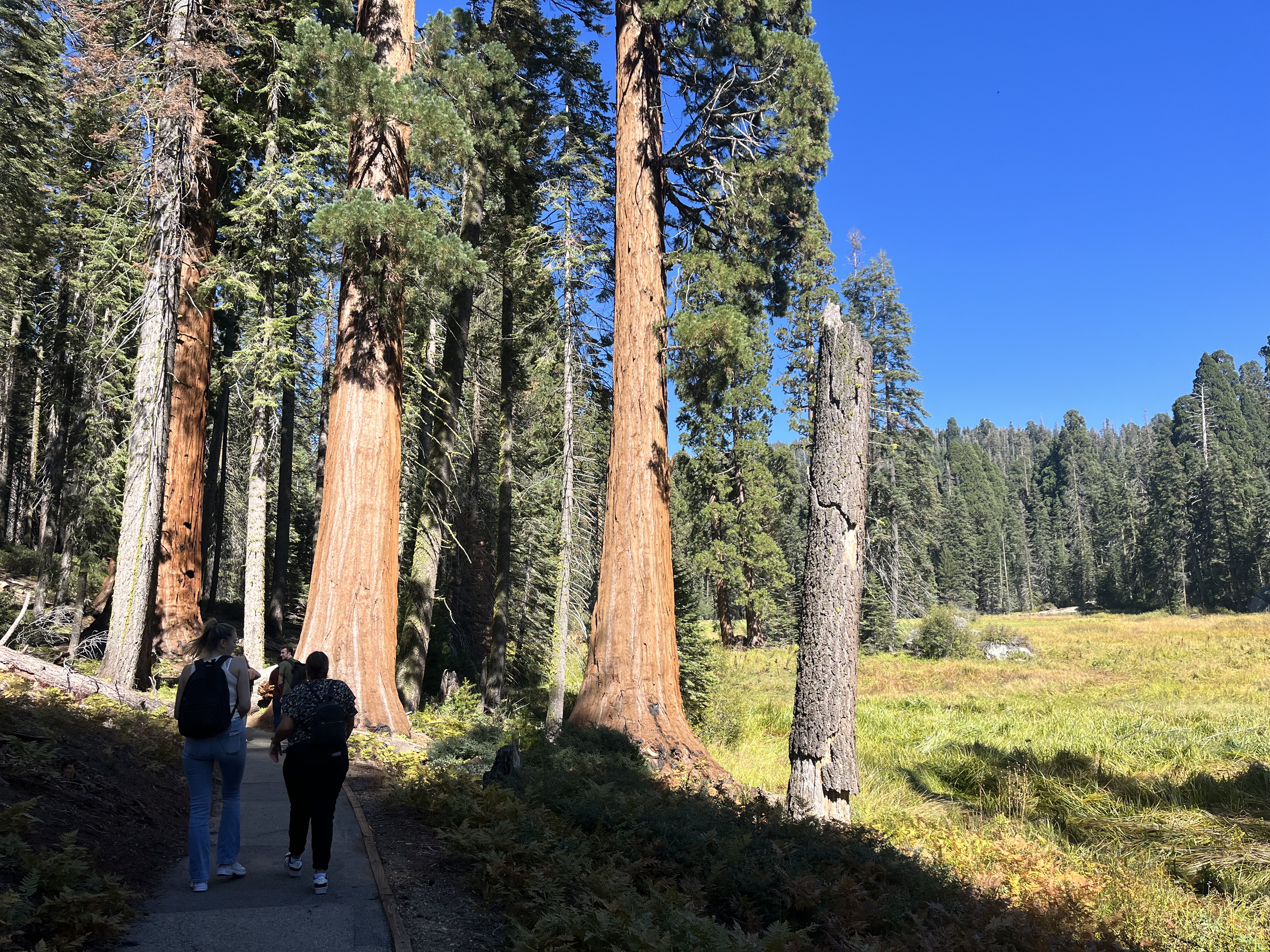 Redwoods & Volcanoes