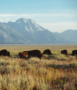 Wild USA