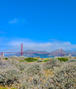 California Dreamin'